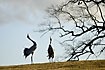 Cranes trompeting at hilltop