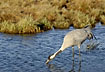 Crane drinking water in the lake