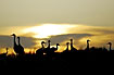 Crane silhouettes in the sunset