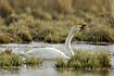 Whooper Swan with water droplets
