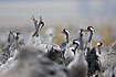 Cranes trompeting in a large group