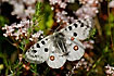 Apollo at White Stonecrop - the foodplant of the butterfly larvea