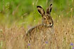 Arctic hare in summerplumage partially hidden in the tall grass