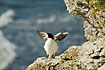 Razorbill wings open with wawes crashing behind