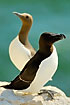 Razorbill and Guillemot in profile - notice the difference in beak and colour