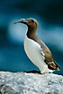 Guillemot with a fish in the beak