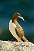 Guillemot with a fish in the beak
