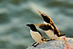 Razorbill with wings open
