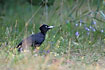 Black woodpecker searching for ants on the ground