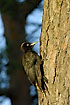 Black woodpecker on pine