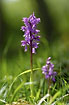 Early-purple Orchid