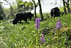 Galloway cattle grazing is benefiting the ligth demanding orchids