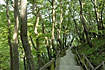 Stairway through the forest