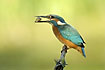 Kingfisher with a small fish