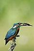 Kingfisher has manipulated a small fish with the head in the right direction for swallowing