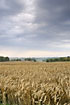 Barley field with a gloomy sky