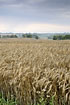 Barley field with a dark sky