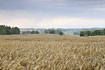 Barley field in gloomy weather