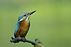 Alert Kingfisher