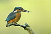 Young kingfisher with a fish in the bill