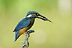 Kingfisher with fish in the bill