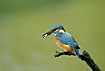 Kingfisher with a freshly caught fish in the bill