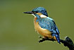 Close-up of kingfisher
