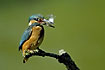 Kingfisher with the whitish eye membranes up for protection against the thorns of the perch