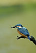 Kingfisher with small fish from the river