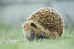 Hedgehog searching for food in the grass