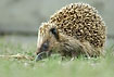 Hedgehog looking for food in the grass