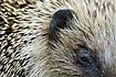 Hedgehog up close showing the small eye and larger ear
