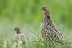 Pheasant female and chicken