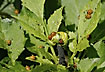 Ladybirds in large numbers on plant with aphids