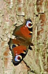 Peacock Butterfly on bark of cypress tree