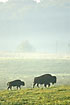 American Bison on a danish field - a meat animal