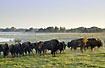 American Bison in morning fog - captive animals