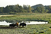 American Bisons at lake on a small field - captive animals