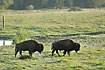 American Bisons in silhouette