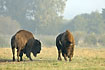 Bisons in battle - captive animals