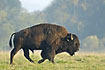 American Bison - captive animal