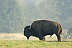 American Bison in silhoutte - meat cattle
