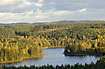 Birch and pine along a swedish lake