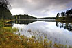 Bog Myrtle at swedish lake