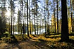 The sun is shining on path through an open pine forest at a swedish lake