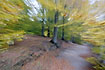 Autumn forest in motion - creativ photography