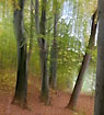 Beech trees in motion - creative photography