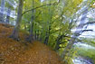 Autumn forest in motion - creativ photography