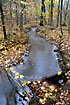 Stream winding through forest in autumn colours