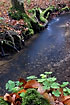 Beech leaves and wood-sorrel at a forest stream